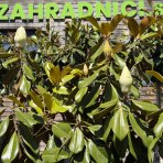 Magnólia veľkokvetá (Magnolia grandiflora) ´GALLISONIENSIS´ - výška 250-270 cm, kont. C25L, obvod kmeňa 6/8 cm - NA KMIENKU